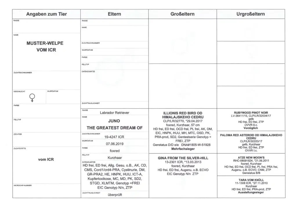 Ahnentafel Zuchthündin Juno Labrador Retriever