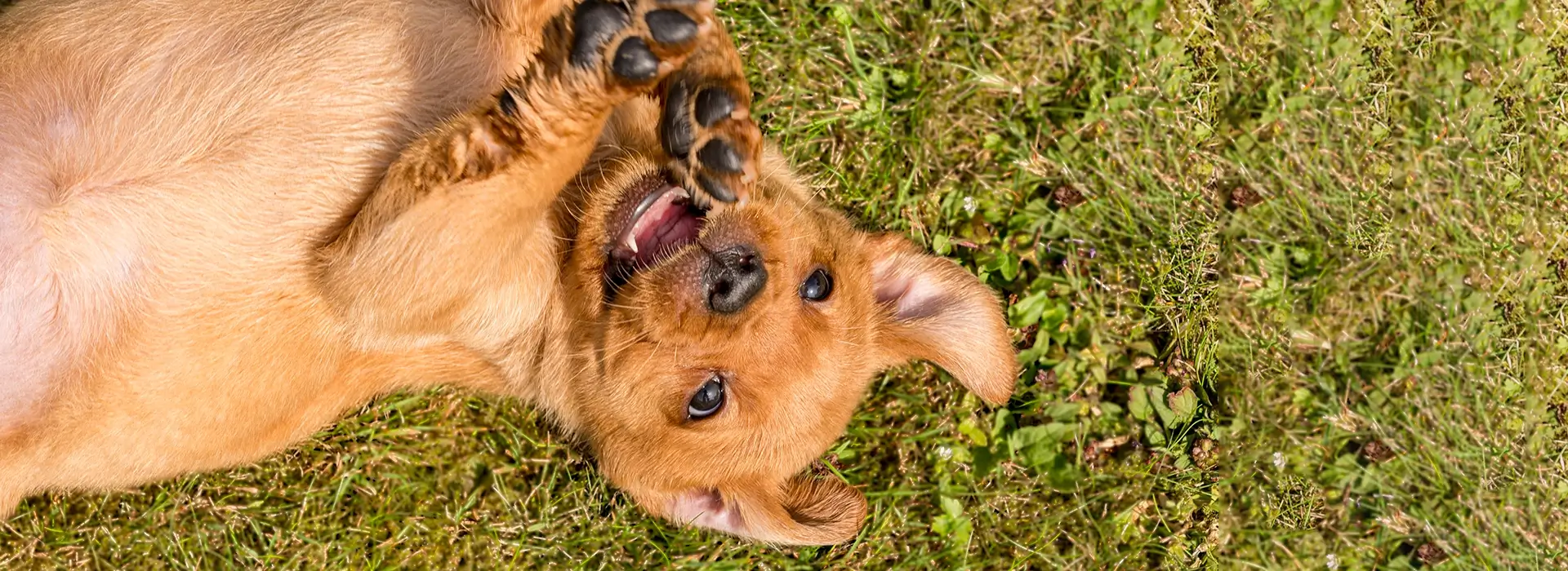 Labrador Juno